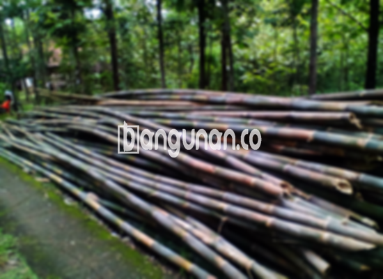 Jual Bambu Steger di Baranangsiang Bogor [Terdekat]