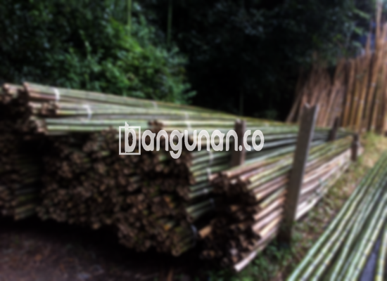 Jual Bambu Steger di Blora [Terdekat]