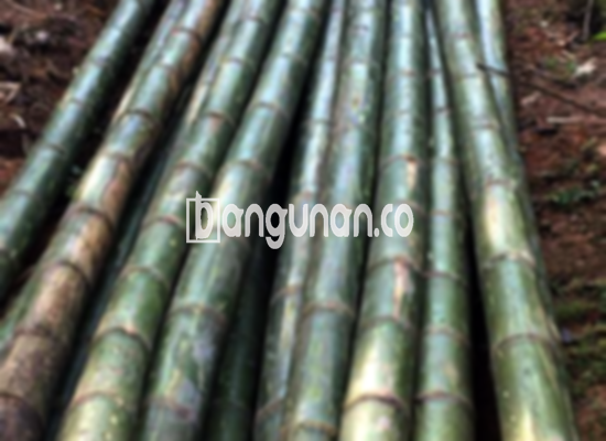 Jual Bambu Steger di Batutulis Bogor [Terdekat]