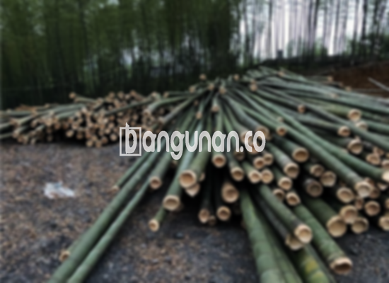 Jual Bambu Steger di Cakung Jakarta [Terdekat]
